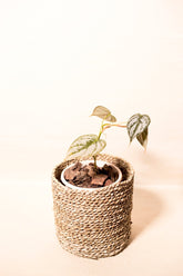 Philodendron brandtianum